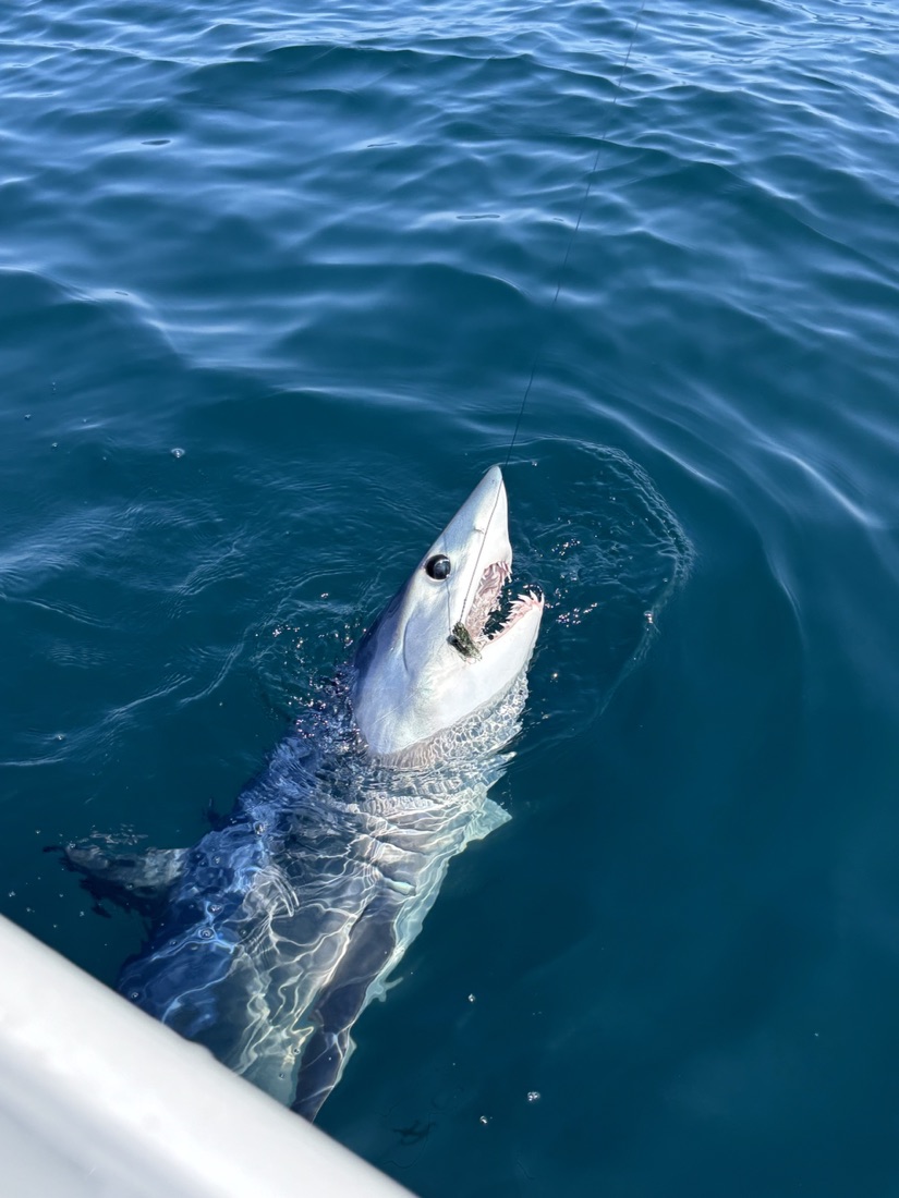 Shark fishing at the wrecks